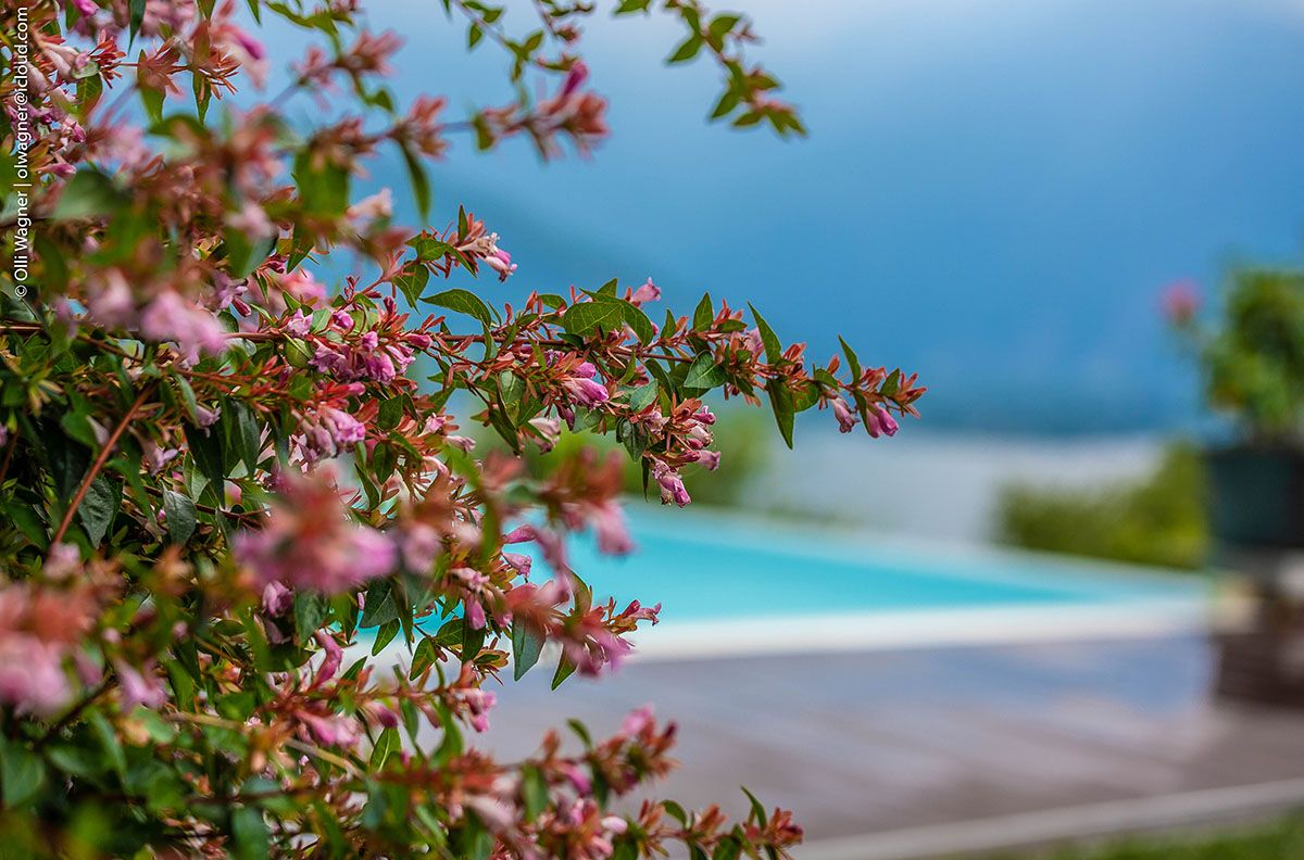 Ferie sul Lago di Como Orchidea